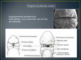 Progreso de placodas nasales
Engrosamientos ectodérmicos
redondeados, uno a cada lado, que son las
dos placodas