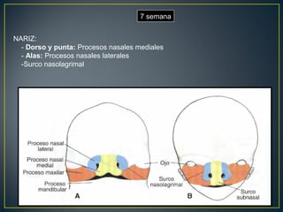 NARIZ:
- Dorso y punta: Procesos nasales mediales
- Alas: Procesos nasales laterales
-Surco nasolagrimal
7 semana