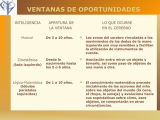 VENTANAS DE OPORTUNIDADES 
INTELIGENCIA APERTURA DE 
LA VENTANA 
LO QUE OCURRE 
EN EL CEREBRO 
Musical De 3 a 10 años.  Las zonas del cerebro vinculadas a los 
movimientos de los dedos de la mano 
izquierda son muy sensibles y facilitan 
la utilización de instrumentos de 
cuerda. 
Cinestésica 
(lado izquierdo) 
Desde le 
nacimiento hasta 
los 5 o 6 años. 
 Asociación entre mirar un objeto y 
tomarlo, así como paso de objetos de 
una mano a otra. 
Lógico-Matemática 
(lóbulos 
parietales 
izquierdos) 
De 1 a 10 años.  El conocimiento matemático procede 
inicialmente de las acciones del niño 
sobre los objetos del mundo (la cuna, 
el chupo, la sonaja) y evoluciona hacia 
sus expectativas sobre cómo, esos 
objetos, se comportarán en otras 
circunstancias. 
 