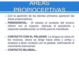  Con la aparición de los dientes primarios aparecen las 
áreas propioceptivas. 
 PERIODONTAL: (9 meses) el contacto del incisivo 
inferior con el superior, estimula el periodonto y 
responde estableciendo un límite para la mandíbula. 
 CONTACTO CON EL PALADAR: La lengua se ubica en 
los incisivos, ahora se dirige hacia atrás y arriba y 
empieza a tener contacto con el paladar, estimulando el 
crecimiento transversal. 
 CONTACTO BILABIAL.. 
 