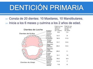  Consta de 20 dientes: 10 Maxilares, 10 Mandibulares. 
 Inicia a los 6 meses y culmina a los 2 años de edad. 
 