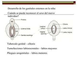Desarrollo del aparato genital masculino y femenino Pt. 2 | PPT
