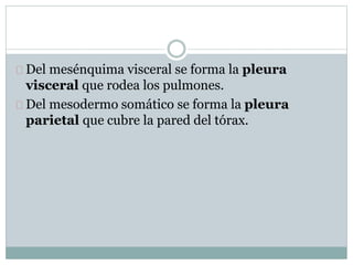 Del mesénquima visceral se forma la pleura 
visceral que rodea los pulmones. 
Del mesodermo somático se forma la pleura 
parietal que cubre la pared del tórax. 
 