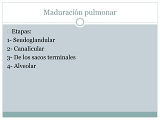 Maduración pulmonar 
Etapas: 
1- Seudoglandular 
2- Canalicular 
3- De los sacos terminales 
4- Alveolar 
 