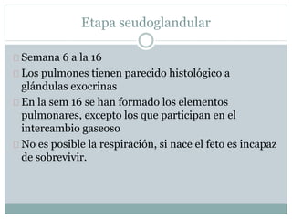 Etapa seudoglandular 
Semana 6 a la 16 
Los pulmones tienen parecido histológico a 
glándulas exocrinas 
En la sem 16 se han formado los elementos 
pulmonares, excepto los que participan en el 
intercambio gaseoso 
No es posible la respiración, si nace el feto es incapaz 
de sobrevivir. 
 