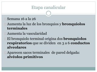Etapa canalicular 
Semana 16 a la 26 
Aumenta la luz de los bronquios y bronquiolos 
terminales 
Aumenta la vascularidad 
El bronquiolo terminal origina dos bronquiolos 
respiratorios que se dividen en 3 a 6 conductos 
alveolares 
Aparecen sacos terminales de pared delgada: 
alvéolos primitivos 
 