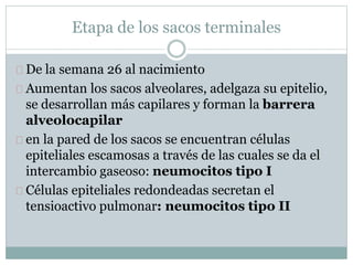 Etapa de los sacos terminales 
De la semana 26 al nacimiento 
Aumentan los sacos alveolares, adelgaza su epitelio, 
se desarrollan más capilares y forman la barrera 
alveolocapilar 
en la pared de los sacos se encuentran células 
epiteliales escamosas a través de las cuales se da el 
intercambio gaseoso: neumocitos tipo I 
Células epiteliales redondeadas secretan el 
tensioactivo pulmonar: neumocitos tipo II 
 