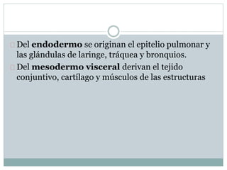 Del endodermo se originan el epitelio pulmonar y 
las glándulas de laringe, tráquea y bronquios. 
Del mesodermo visceral derivan el tejido 
conjuntivo, cartílago y músculos de las estructuras 
 