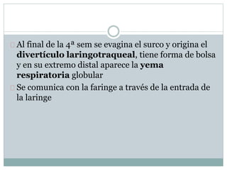 Al final de la 4ª sem se evagina el surco y origina el 
divertículo laringotraqueal, tiene forma de bolsa 
y en su extremo distal aparece la yema 
respiratoria globular 
Se comunica con la faringe a través de la entrada de 
la laringe 
 