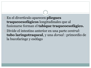 En el divertículo aparecen pliegues 
traqueoesofágicos longitudinales que al 
fusionarse forman el tabique traqueoesofágico. 
Divide el intestino anterior en una parte ventral: 
tubo laringotraqueal, y una dorsal : primordio de 
la bucofaringe y esófago 
 