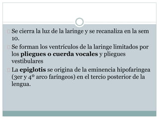 Se cierra la luz de la laringe y se recanaliza en la sem 
10. 
Se forman los ventrículos de la laringe limitados por 
los pliegues o cuerda vocales y pliegues 
vestibulares 
La epiglotis se origina de la eminencia hipofaringea 
(3er y 4º arco faríngeos) en el tercio posterior de la 
lengua. 
 