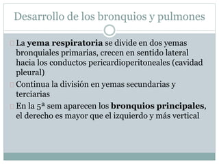 Desarrollo de los bronquios y pulmones 
La yema respiratoria se divide en dos yemas 
bronquiales primarias, crecen en sentido lateral 
hacia los conductos pericardioperitoneales (cavidad 
pleural) 
Continua la división en yemas secundarias y 
terciarias 
En la 5ª sem aparecen los bronquios principales, 
el derecho es mayor que el izquierdo y más vertical 
 