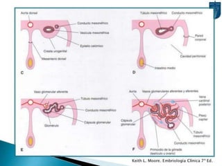 Desarrollo del aparato urinario