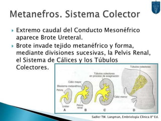 Desarrollo del aparato urinario