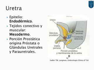 Desarrollo del aparato urinario