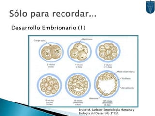 Desarrollo del aparato urinario