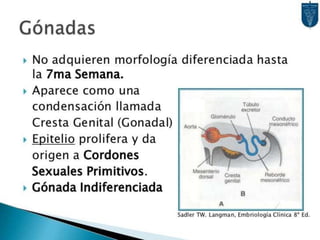 Desarrollo del aparato urinario