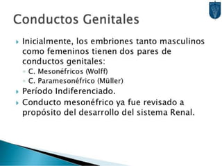 Desarrollo del aparato urinario