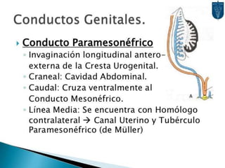 Desarrollo del aparato urinario