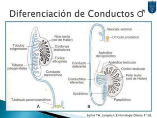 Desarrollo del aparato urinario
