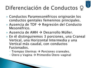 Desarrollo del aparato urinario