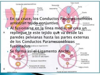 Desarrollo del aparato urinario