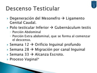 Desarrollo del aparato urinario