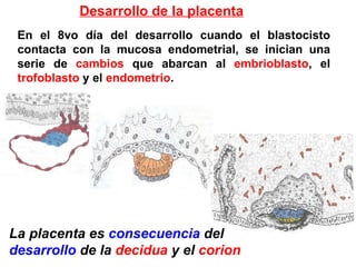 Desarrollo de la placenta
 En el 8vo día del desarrollo cuando el blastocisto
 contacta con la mucosa endometrial, se inician una
 serie de cambios que abarcan al embrioblasto, el
 trofoblasto y el endometrio.




La placenta es consecuencia del
desarrollo de la decidua y el corion
 