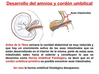 Desarrollo de la placenta PPT