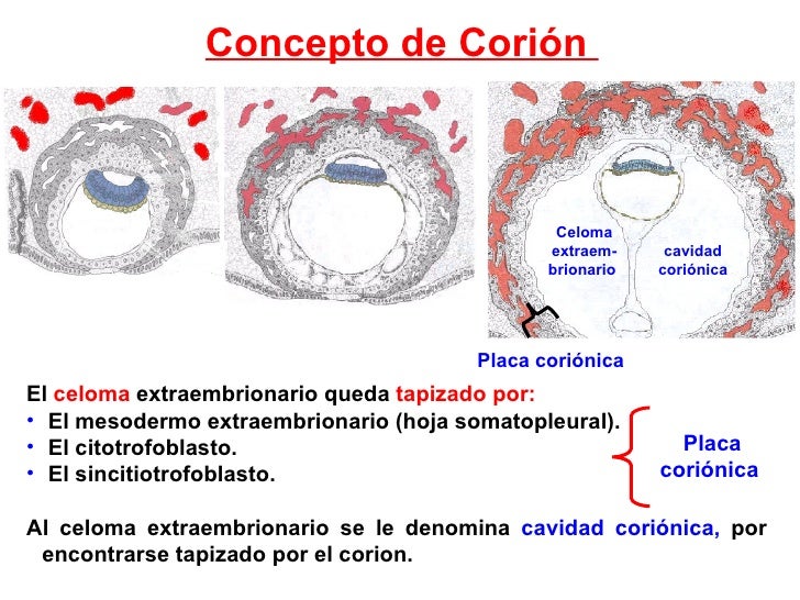 Desarrollo de la placenta