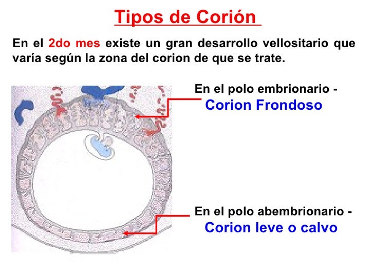 Resultado de imagen para POLO EMBRIONARIO
