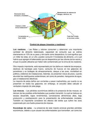 Control de plagas (insectos y roedores)
Los roedores. - Las Ratas y ratones consumen y deterioran una importante
cantidad de alimento balanceado, capacidad de consumo que se estima
diariamente en 10% de su peso y otro tanto como desperdicio, lo cual significa que
un millar de ratas, en un año, pueden consumir 9 toneladas de alimento, a lo cual
habría que agregar el balanceado que se desperdicia por las roturas de los sacos y
el que no puede utilizarse por haber sido contaminado por la orina de los roedores.
Otro impacto importante, está representado por los daños en material de empaque,
destrozo de bandejas para huevo, consumo de huevos en los galpones de
ponedoras y en bodegas de almacenamiento, ataque a las aves, mortalidad en
pollitos y deterioro de instalaciones. Además, se presentan rotura de pisos, cuando
abundan las madrigueras subterráneas; así como de paredes, mangueras de agua,
gas e instalaciones eléctricas.
La mayoría de estos daños son corrientes y pasan inadvertidos, por cuanto no se
presentan en todos los galpones; sin embargo, el avicultor debe calcular el
verdadero impacto de esta plaga.
Las moscas. - Las pérdidas económicas debido a la presencia de las moscas, se
derivan de las posibles enfermedades que puedan transmitir, lo cual se traduce en
escaso desarrollo, bajos rendimientos, conversiones alimenticias altas, baja
producción y predisposición para la presentación de enfermedades mortales.
También es importante considerar los efectos del estrés que sufren las aves
ocasionado por una fuerte presencia de moscas.
Escarabajo de cama. - La presencia de este insecto produce grandes pérdidas
económicas, debido a que causan las enfermedades que transmiten, así como los
 