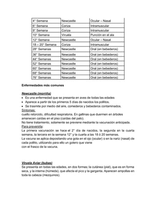 4° Semana Newcastle Ocular – Nasal
6° Semana Coriza Intramuscular
9° Semana Coriza Intramuscular
10° Semana Viruela Punción en el ala
12° Semana Newcastle Ocular – Nasal
18 – 20° Semana Coriza Intramuscular
28° Semanas Newcastle Oral (en bebederos)
36° Semanas Newcastle Oral (en bebederos)
44° Semanas Newcastle Oral (en bebederos)
52° Semanas Newcastle Oral (en bebederos)
60° Semanas Newcastle Oral (en bebederos)
68° Semanas Newcastle Oral (en bebederos)
76° Semanas Newcastle Oral (en bebederos)
Enfermedades más comunes
Newcastle (morriña)
 Es una enfermedad que se presenta en aves de todas las edades
 Aparece a partir de los primeros 5 días de nacidos los pollitos.
 Se trasmite por medio del aire, comederos y bebederos contaminados.
Síntomas:
cuello retorcido, dificultad respiratoria. En gallinas que duermen en árboles
amanecen caídas en el piso (caídas del palo).
No tiene tratamiento, solamente se previene mediante la vacunación anticipada.
Para prevenirla:
La primera vacunación se hace el 2° día de nacidos, la segunda en la cuarta
semana, la tercera en la semana 12° y la cuarta a las 18 ó 20 semanas.
La vacuna se aplica depositando una gota en el ojo (ocular) o en la nariz (nasal) de
cada pollito, utilizando para ello un gotero que viene
con el frasco de la vacuna.
Viruela Aviar (bubas)
Se presenta en todas las edades, en dos formas; la cutánea (piel), que es en forma
seca, y la interna (húmeda), que afecta el pico y la garganta. Aparecen ampollas en
toda la cabeza (mezquinos).
 