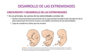 DESARROLLO DE LAS EXTREMIDADES corto.pptx