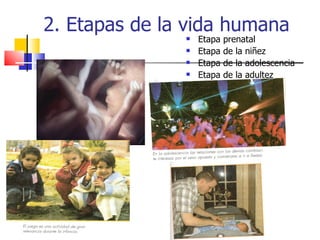 2. Etapas de la vida humana Etapa prenatal Etapa de la niñez Etapa de la adolescencia Etapa de la adultez 