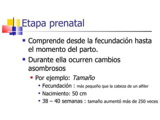 Etapa prenatal Comprende desde la fecundación hasta el momento del parto. Durante ella ocurren cambios asombrosos Por ejemplo:  Tamaño Fecundación :  más pequeño que la cabeza de un alfiler Nacimiento: 50 cm 38 – 40 semanas :  tamaño aumentó más de 250 veces 