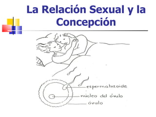 La Relación Sexual y la Concepción 