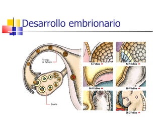 Desarrollo embrionario 