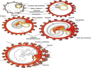 Desarrollo del corion, amnios y cordón umbilical | PPTX