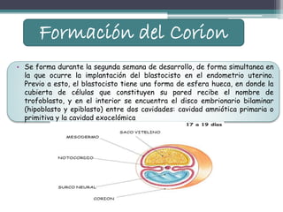 Desarrollo del corion, amnios y cordón umbilical | PPTX
