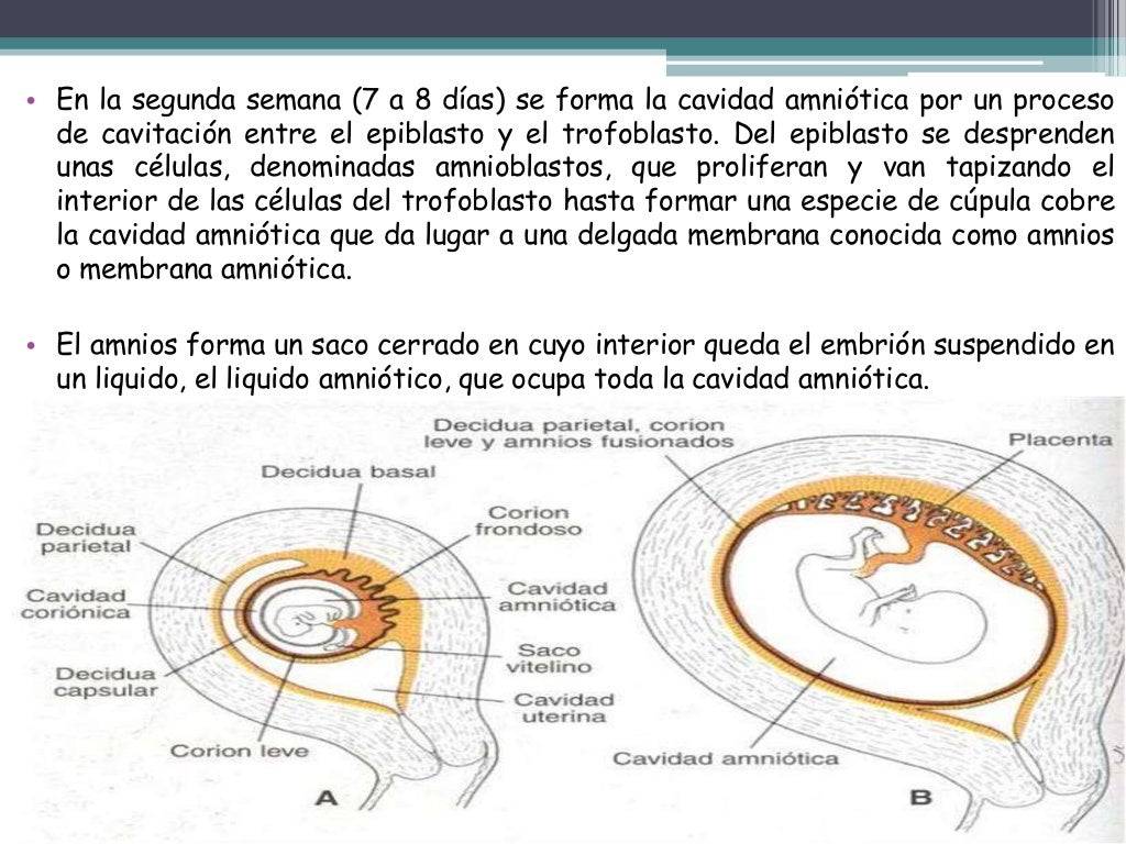 Desarrollo del corion, amnios y cordón umbilical