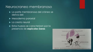 Neurocraneo membranoso
 La parte membranosa del cráneo se
deriva del:
 Mesodermo paraxial
 La cresta neural
 Estos huesos se caracterizan por la
presencia de espículas óseas
 