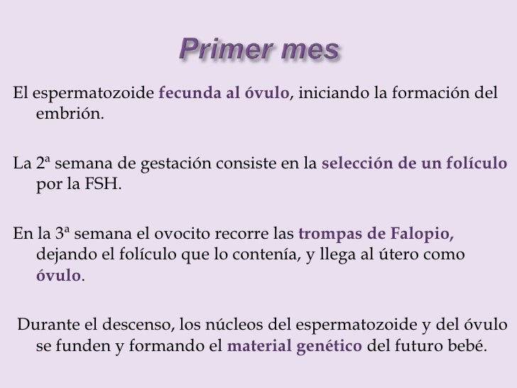 Desarrollo Del Embarazo Mes A Mes