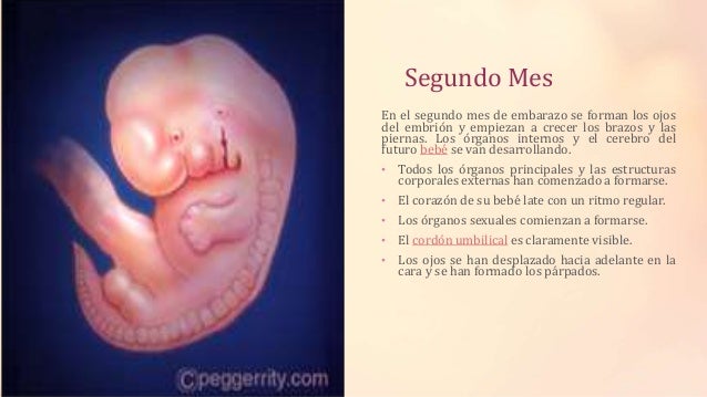 Desarrollo Del Embrión En El Ser Humano