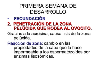 PRIMERA SEMANA DE DESARROLLO FECUNDACIÓN 2.  PENETRACIÓN DE LA ZONA PELÚCIDA QUE RODEA AL OVOCITO. Gracias a la acrosina, causa lisis de la zona pelúcida. Reacción de zona:  cambio en las propiedades de la capa que la hace impermeable a los espermatozoides por enzimas lisosómicas. 