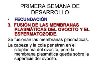 PRIMERA SEMANA DE DESARROLLO FECUNDACIÓN 3.  FUSIÓN DE LAS MEMBRANAS PLASMÁTICAS DEL OVOCITO Y EL ESPERMATOZOIDE. Se fusionan las membranas plasmáticas. La cabeza y la cola penetran en el citoplasma del ovocito, pero la membrana plasmática queda sobre la superficie del ovocito. 