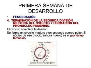 PRIMERA SEMANA DE DESARROLLO FECUNDACIÓN 4.  TERMINACIÓN DE LA SEGUNDA DIVISIÓN MEIÓTICA DEL OVOCITO Y FORMACIÓN DEL PRONUCLEO FEMENINO. El ovocito completa la división. Se forma un ovocito maduro y un segundo cuerpo polar. El núcleo de ese ovocito (ahora huevo) es el  pronúcleo femenino . 