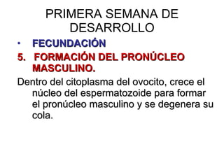 PRIMERA SEMANA DE DESARROLLO FECUNDACIÓN 5.  FORMACIÓN DEL PRONÚCLEO MASCULINO. Dentro del citoplasma del ovocito, crece el núcleo del espermatozoide para formar el pronúcleo masculino y se degenera su cola. 
