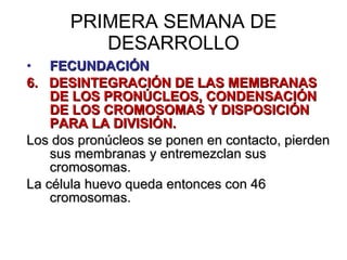 PRIMERA SEMANA DE DESARROLLO FECUNDACIÓN 6.  DESINTEGRACIÓN DE LAS MEMBRANAS DE LOS PRONÚCLEOS, CONDENSACIÓN DE LOS CROMOSOMAS Y DISPOSICIÓN PARA LA DIVISIÓN. Los dos pronúcleos se ponen en contacto, pierden sus membranas y entremezclan sus cromosomas. La célula huevo queda entonces con 46 cromosomas. 