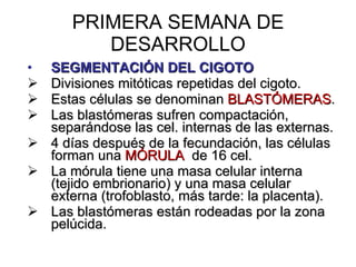 PRIMERA SEMANA DE DESARROLLO SEGMENTACIÓN DEL CIGOTO Divisiones mitóticas repetidas del cigoto. Estas células se denominan  BLASTÓMERAS . Las blastómeras sufren compactación, separándose las cel. internas de las externas. 4 días después de la fecundación, las células forman una  MÓRULA   de 16 cel. La mórula tiene una masa celular interna (tejido embrionario) y una masa celular externa (trofoblasto, más tarde: la placenta). Las blastómeras están rodeadas por la zona pelúcida. 